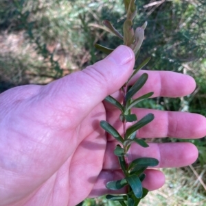 Grevillea baueri subsp. baueri (Bauer's Grevillea) at Bundanoon, NSW by Baronia