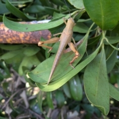 Valanga irregularis (Hedge Grasshopper) at New Farm, QLD - 14 Jul 2024 by Jace