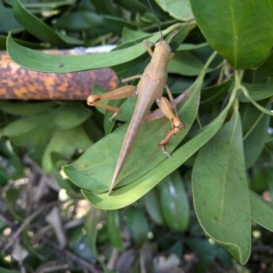 Valanga irregularis at New Farm, QLD - 15 Jul 2024