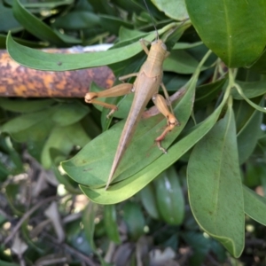 Valanga irregularis at New Farm, QLD - 15 Jul 2024 08:48 AM