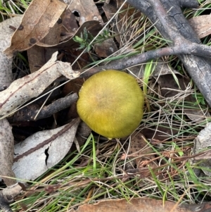 Cortinarius austrovenetus at Wee Jasper, NSW - 13 Jul 2024