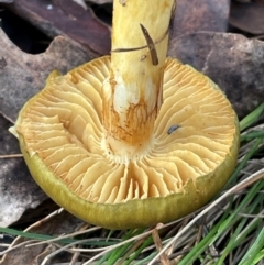 Cortinarius austrovenetus at Wee Jasper, NSW - 13 Jul 2024