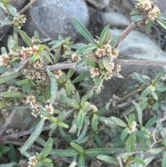 Alternanthera denticulata (Lesser Joyweed) at Ballalaba, NSW - 2 Feb 2024 by JaneR