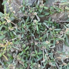 Alternanthera denticulata at Ballalaba, NSW - 2 Feb 2024