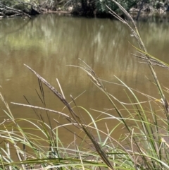 Carex polyantha (A Sedge) at Ballalaba, NSW - 2 Feb 2024 by JaneR