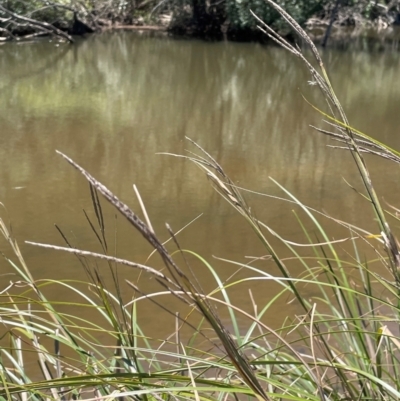 Carex polyantha (A Sedge) at Ballalaba, NSW - 2 Feb 2024 by JaneR