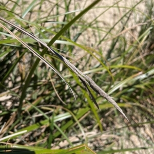 Carex polyantha at Ballalaba, NSW - 2 Feb 2024