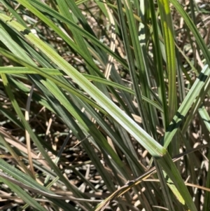 Carex polyantha at Ballalaba, NSW - 2 Feb 2024