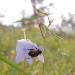 Phyllotocus navicularis (Nectar scarab) at Conder, ACT - 7 Jan 2024 by michaelb