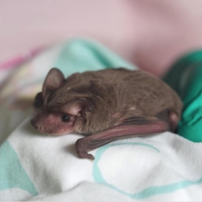 Ozimops lumsdenae (Northern Free-tailed Bat) at Home Hill, QLD - 15 Apr 2023 by michaelb