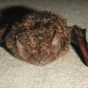 Phoniscus papuensis (Golden-tipped Bat) at Cootharaba, QLD by michaelb