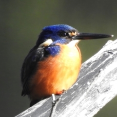 Ceyx azureus (Azure Kingfisher) at Paddys River, ACT - 14 Jul 2024 by JohnBundock