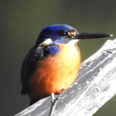 Ceyx azureus (Azure Kingfisher) at Paddys River, ACT - 14 Jul 2024 by JohnBundock