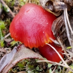 Hygrocybe sp. ‘red’ (A Waxcap) at Yass River, NSW - 13 Jul 2024 by SenexRugosus