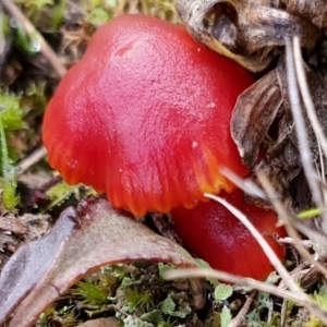 Hygrocybe sp. ‘red’ at Yass River, NSW - 14 Jul 2024