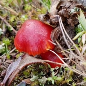 Hygrocybe sp. ‘red’ at Yass River, NSW - 14 Jul 2024