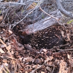 Tachyglossus aculeatus (Short-beaked Echidna) at Tathra, NSW - 14 Jul 2024 by MattYoung