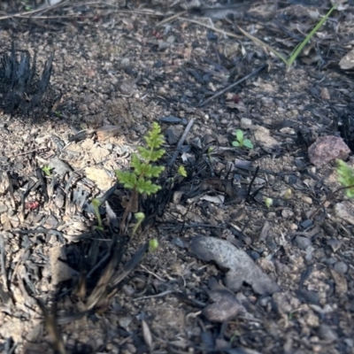 Cheilanthes (genus) (Rock Fern) at Latham, ACT - 15 Jul 2024 by Jillw