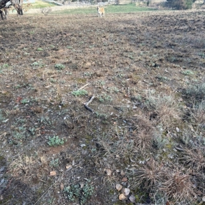 Chrysocephalum apiculatum (Common Everlasting) at Latham, ACT - 15 Jul 2024 by Jillw