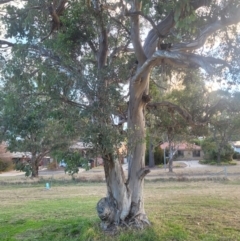 Eucalyptus polyanthemos (Red Box) at Wanniassa, ACT - 27 Jun 2024 by AlexSantiago