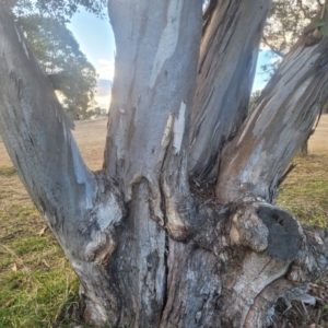 Eucalyptus polyanthemos at Wanniassa, ACT - 27 Jun 2024 04:26 PM