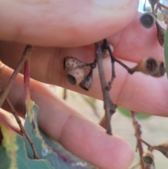 Eucalyptus polyanthemos at Wanniassa, ACT - 27 Jun 2024