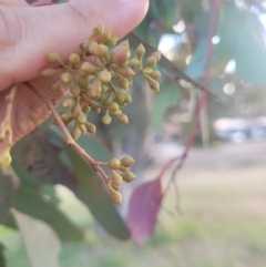 Eucalyptus polyanthemos at Wanniassa, ACT - 27 Jun 2024