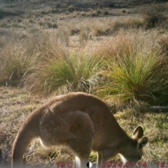 Macropus giganteus (Eastern Grey Kangaroo) at Banks, ACT - 14 Jul 2024 by Shazw