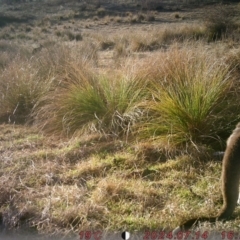 Macropus giganteus at Banks, ACT - suppressed