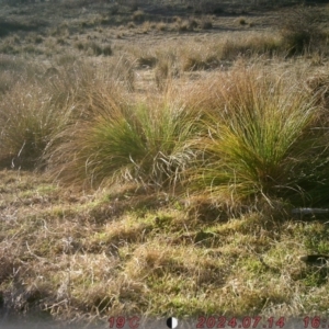 Macropus giganteus at Banks, ACT - suppressed