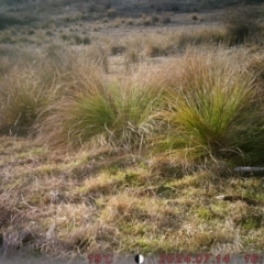 Macropus giganteus at Banks, ACT - suppressed