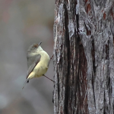 Acanthiza reguloides (Buff-rumped Thornbill) at Kyeamba, NSW - 12 Jul 2024 by Trevor