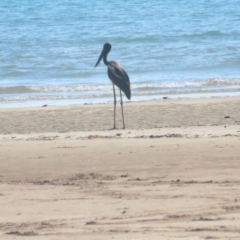 Ephippiorhynchus asiaticus (Black-necked Stork) at Buffalo Creek, NT - 13 Jul 2024 by BenW