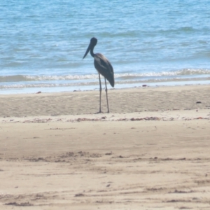 Ephippiorhynchus asiaticus at Buffalo Creek, NT - suppressed