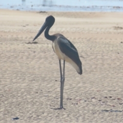 Ephippiorhynchus asiaticus at Buffalo Creek, NT - suppressed