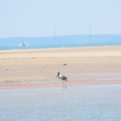 Ephippiorhynchus asiaticus at Buffalo Creek, NT - suppressed