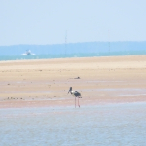 Ephippiorhynchus asiaticus at Buffalo Creek, NT - 13 Jul 2024