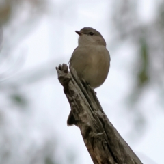 Pachycephala pectoralis (Golden Whistler) at Kyeamba, NSW - 12 Jul 2024 by Trevor