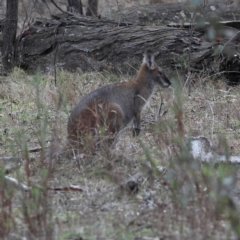 Notamacropus rufogriseus (Red-necked Wallaby) at Kyeamba, NSW - 12 Jul 2024 by Trevor