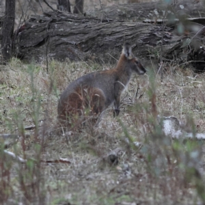 Notamacropus rufogriseus (Red-necked Wallaby) at Kyeamba, NSW by Trevor