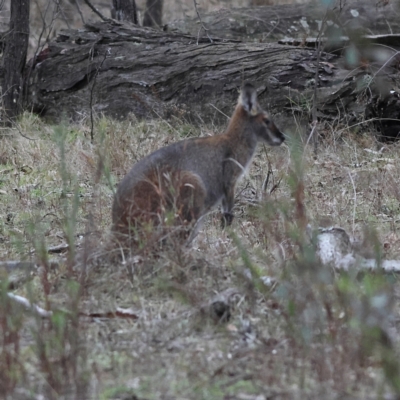 Notamacropus rufogriseus (Red-necked Wallaby) at Kyeamba, NSW - 12 Jul 2024 by MichaelWenke