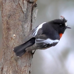 Petroica boodang (Scarlet Robin) at Kyeamba, NSW - 12 Jul 2024 by Trevor