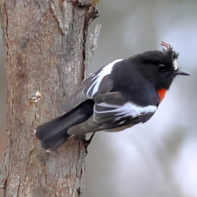 Petroica boodang (Scarlet Robin) at Kyeamba, NSW - 12 Jul 2024 by MichaelWenke