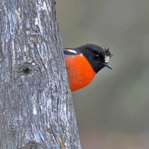 Petroica boodang at Kyeamba, NSW - 12 Jul 2024