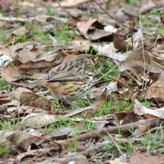 Pyrrholaemus sagittatus (Speckled Warbler) at Kyeamba, NSW - 12 Jul 2024 by MichaelWenke