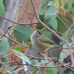 Acanthiza lineata (Striated Thornbill) at Kyeamba, NSW - 12 Jul 2024 by Trevor