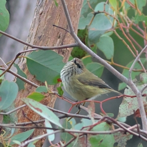 Acanthiza lineata (Striated Thornbill) at Kyeamba, NSW by Trevor
