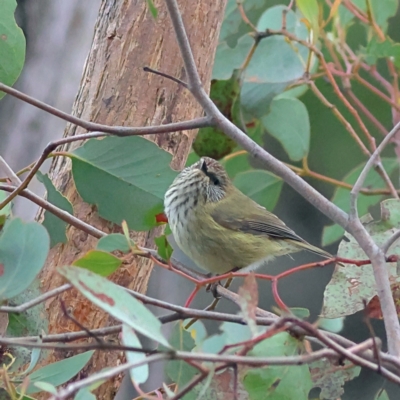Acanthiza lineata (Striated Thornbill) at Kyeamba, NSW - 12 Jul 2024 by Trevor