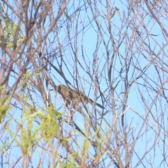 Territornis albilineata (White-lined Honeyeater) at Kakadu, NT - 11 Jul 2024 by BenW