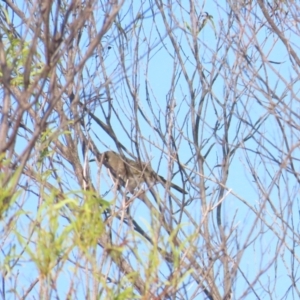 Territornis albilineata at Kakadu, NT - 12 Jul 2024